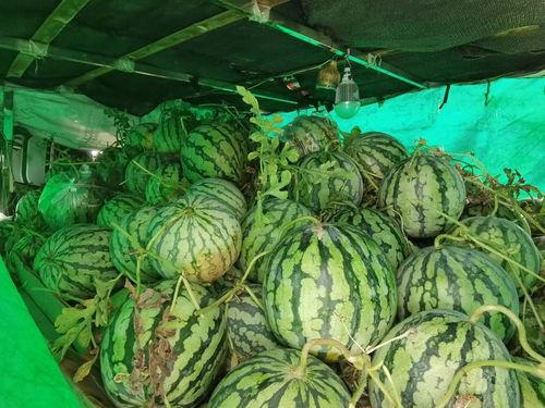 朝阳号外官网免费吃瓜,免费吃瓜盛宴，畅享夏日清凉！