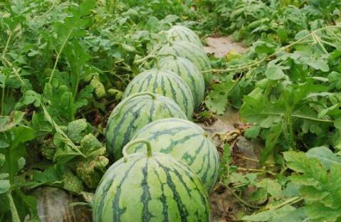 52每日大瓜视频